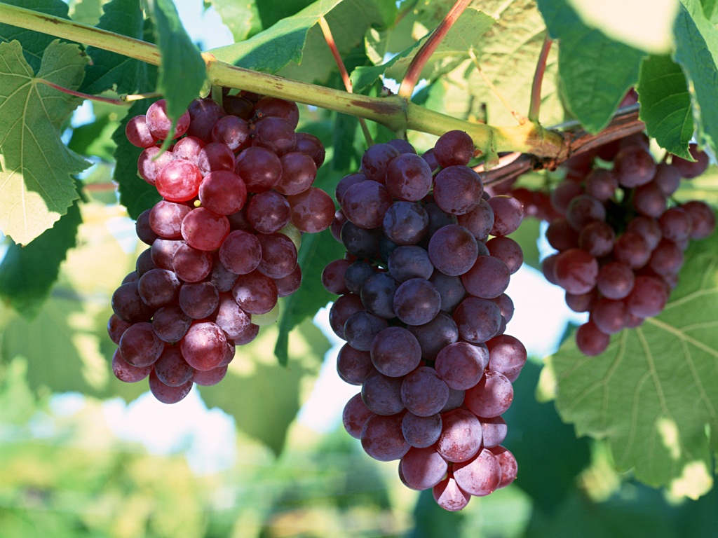 red grapes